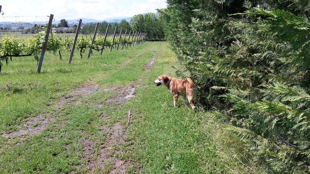 Agriturismo Case Mori Ρίμινι Εξωτερικό φωτογραφία